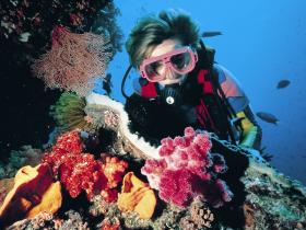 Gold Coast Seaway Dive Site - QLD Tourism